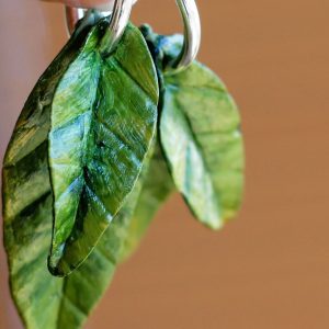 Fulles de taronger