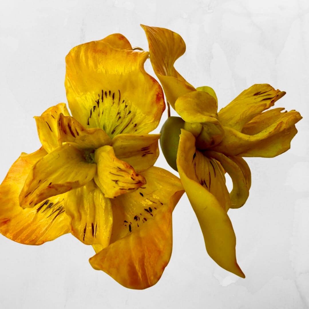 · LLIRIS GROCS · - Imatge 3