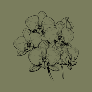 Orquídies